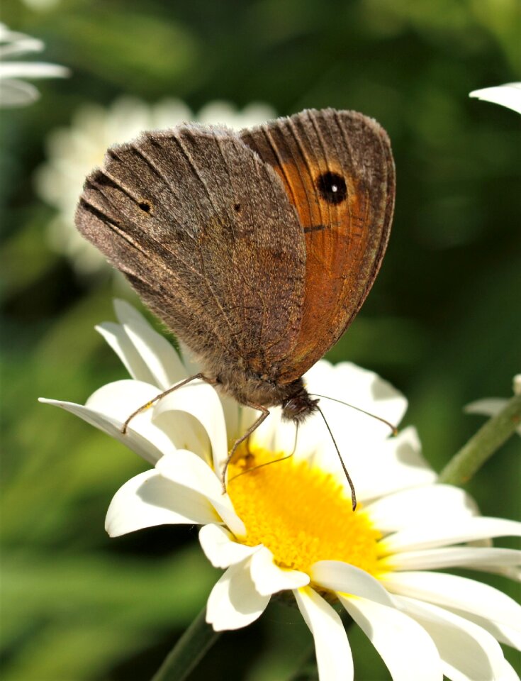 Wing lepidoptera flower
