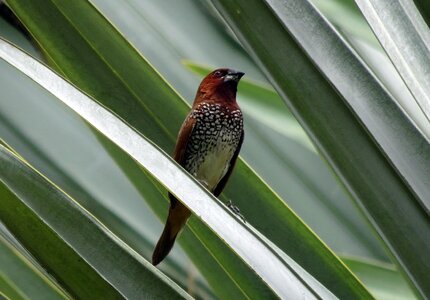 Avian wildlife finch