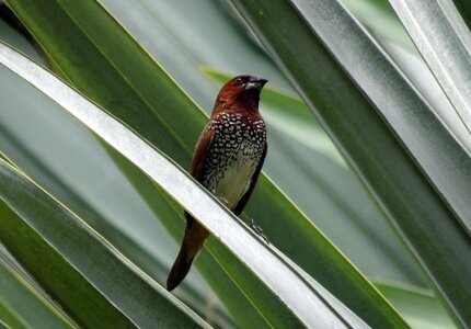 Avian wildlife finch photo