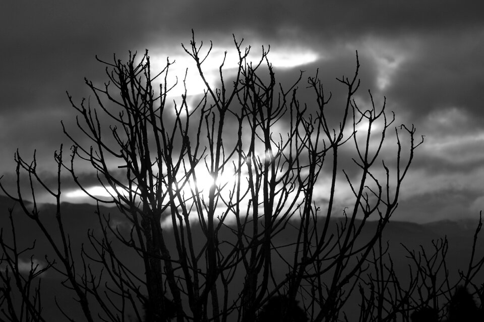 Nature tree landscape