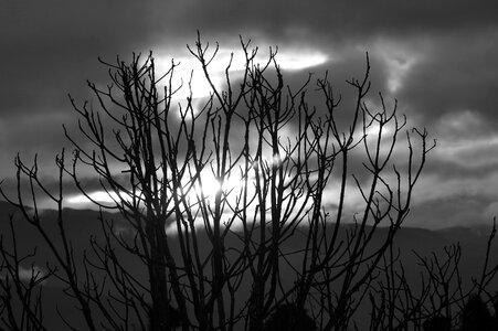 Nature tree landscape