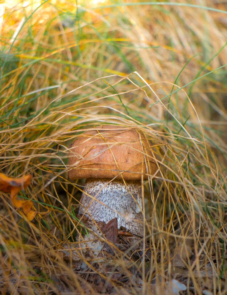 Grass nature forest