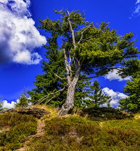 Log mood leaves