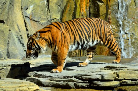 Tiger mammal animal photo