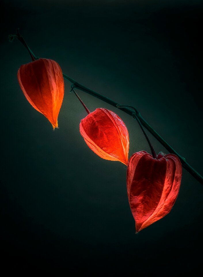 Background plant darkness