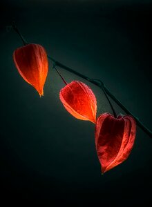 Background plant darkness