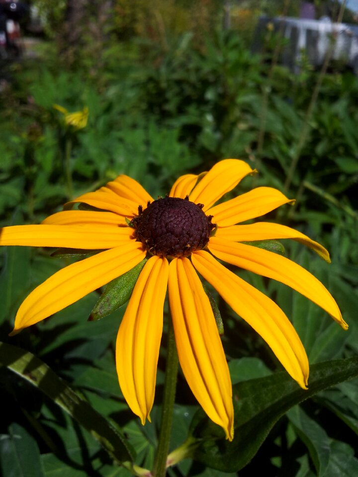 Flower plant yellow flower
