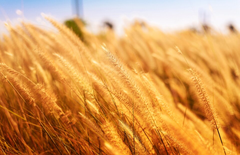 Farm rural agriculture