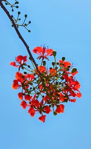 Flame of the forest flower branch