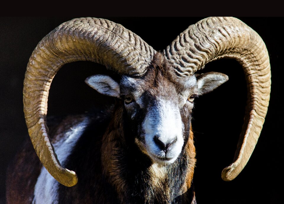 Sheep mammal animal