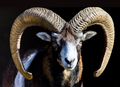 Sheep mammal animal