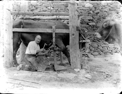 Ferrer posant les ferradures al bestiar (AFCEC RIBASV C 2735) photo