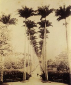 Ferrez, Marc - Allee der 128 Königspalmen im Botanischen Garten von Rio (Zeno Fotografie)