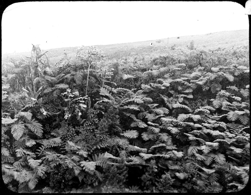 Ferns near Morne Rouge YORYM-TA0309