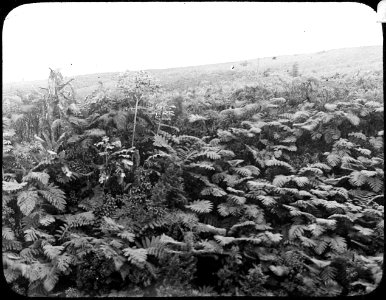 Ferns near Morne Rouge YORYM-TA0309