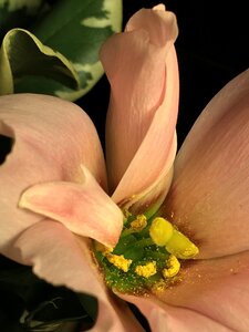 Flower flowers nature