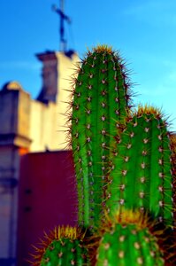 Fat plants church cactus