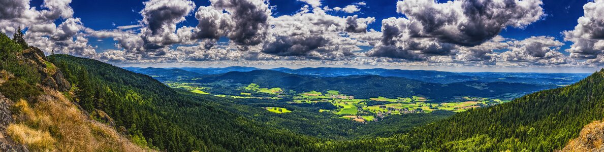 Forest nature sky photo