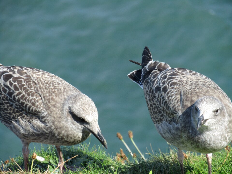 Animal gull wildlife photo