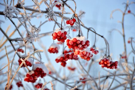 Winter snow frost photo