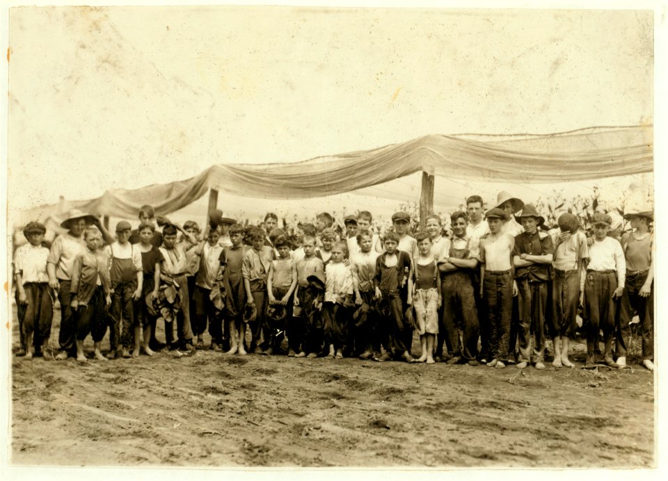 Field-workers, Amer(ican) Sumatra Tobacco Co. The Supt. called the boys out to the end of the rows and we found 47 boys from 9 to 15 yrs. old, all working but could not get hold of them all. LOC nclc.00704