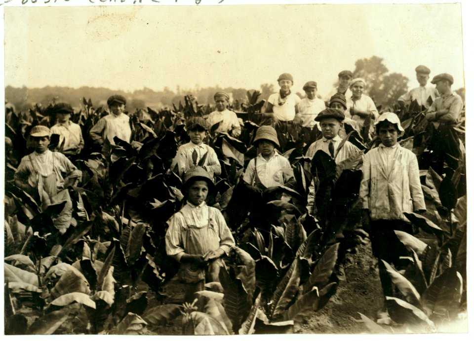 Field-workers, Goodrich Tobacco Farm, near Gildersleeve, Conn. See Report, L.W. Hine. LOC cph.3a20274