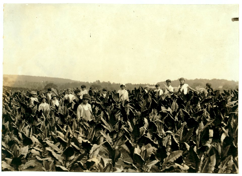 Field-workers, Goodrich Tobacco Farm, near Gildersleeve, Conn. See Report. LOC nclc.00711
