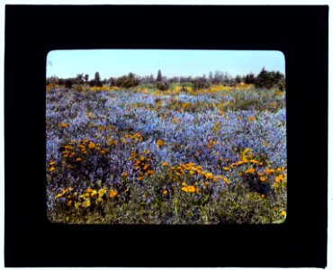 Field of poppies and lupin, California LCCN2007685127
