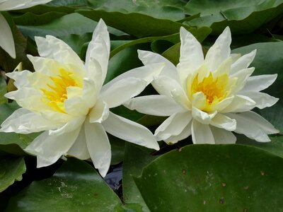 Water lotus water lily photo