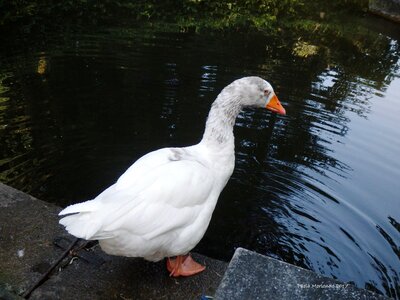 Oca pond white photo