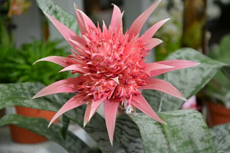 Nature flower pink flower