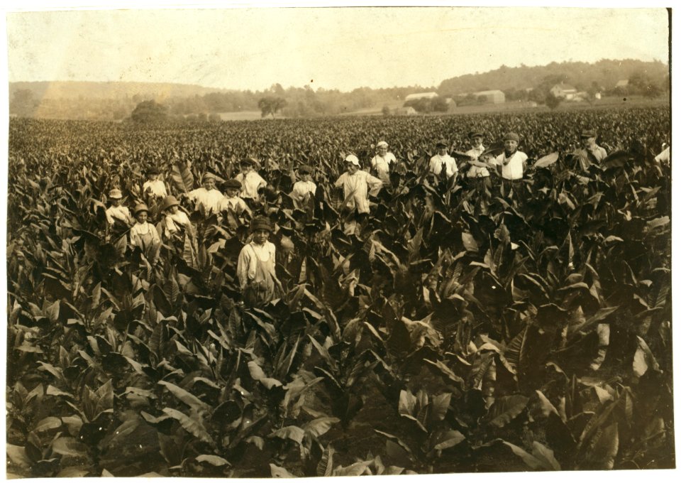 Field-workers, Goodrich Tobacco Farm, near Gildersleeve, Conn. See Report, L.W. Hine. LOC nclc.00710