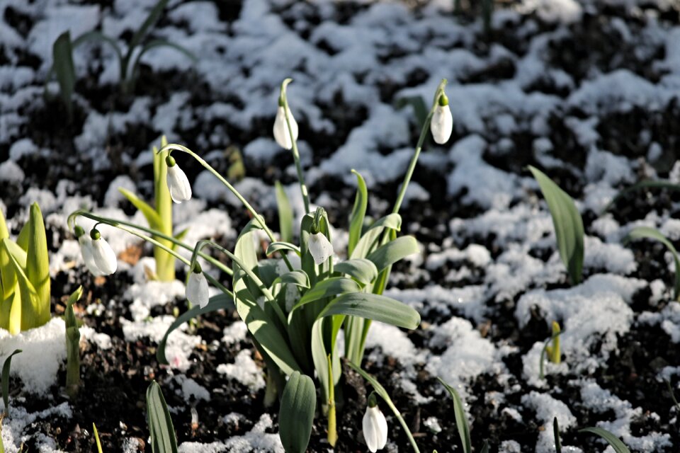 Spring signs of spring early bloomer