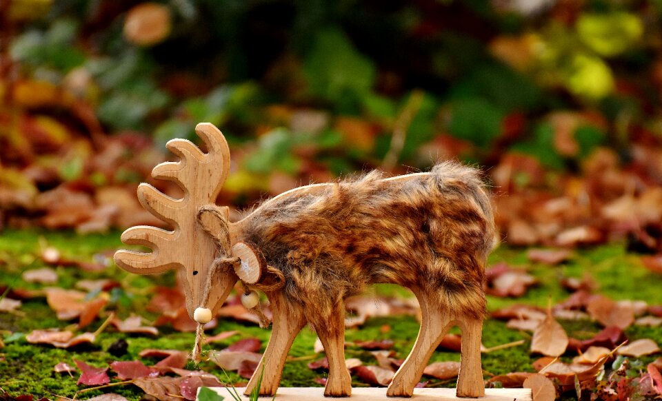 Fur autumn forest