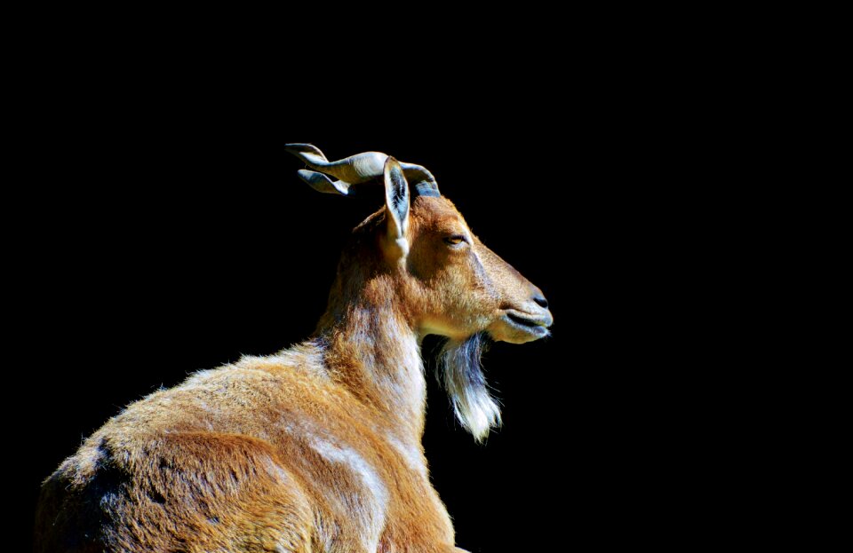 Wild goat horns billy goat