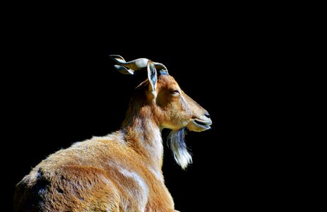 Wild goat horns billy goat photo