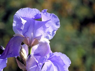 Plant nature gard