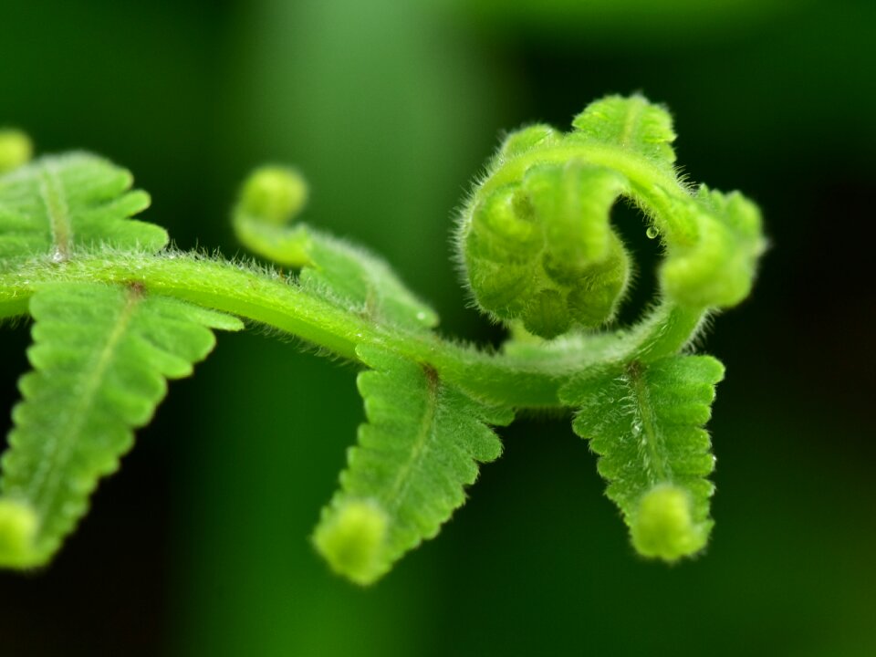 Foliage roll nature