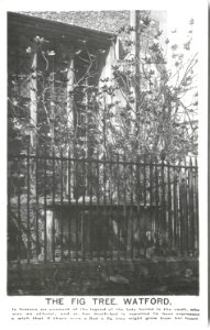 Fig Tree Tomb (5) photo