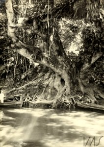 Figueira junto ao rio Tamanduateí - Vincenzo Pastore photo