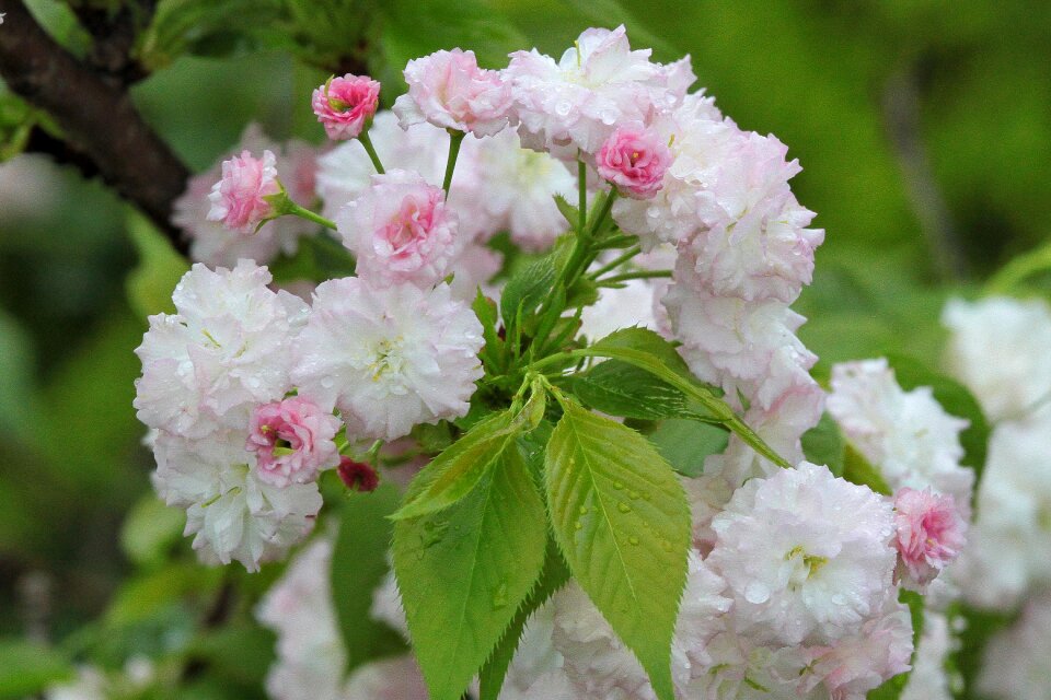 Spring rain spring 繽 紛
