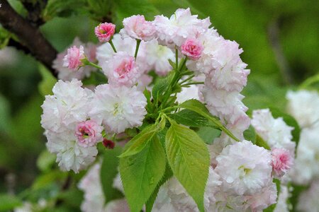 Spring rain spring 繽 紛