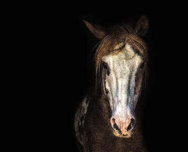 Horse head portrait mane