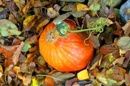 Vegetables ornamental pumpkins orange