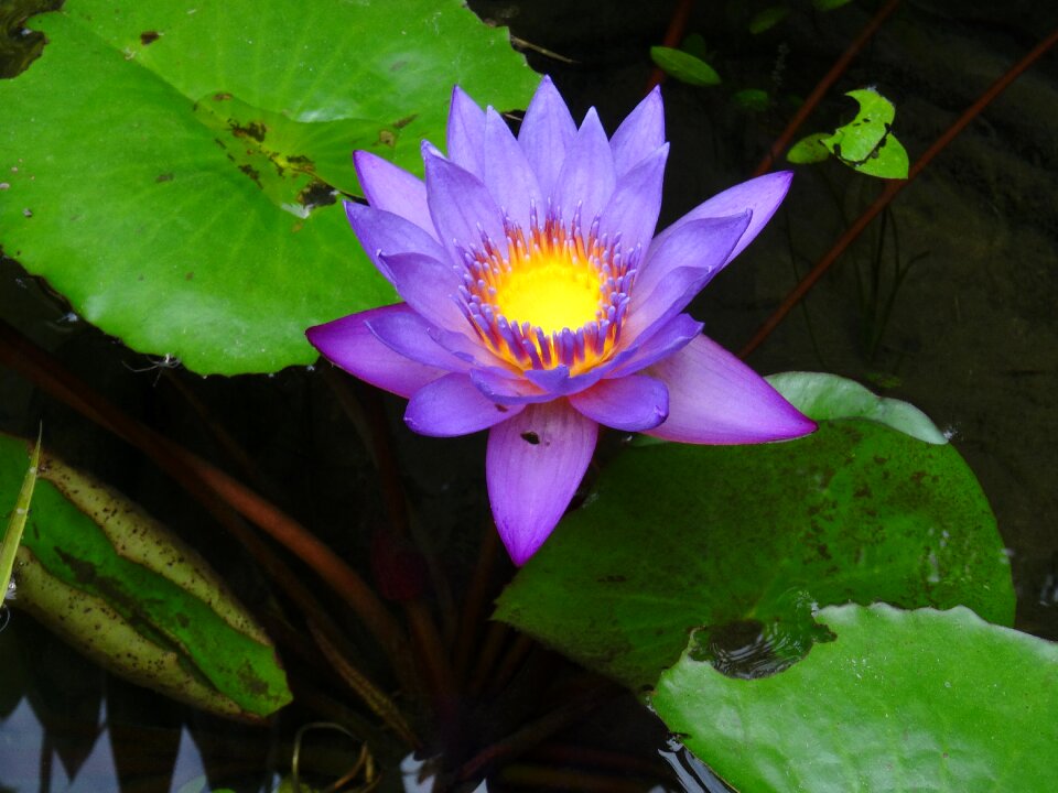 Violet yellow water