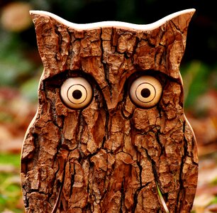 Autumn fall leaves eagle owl