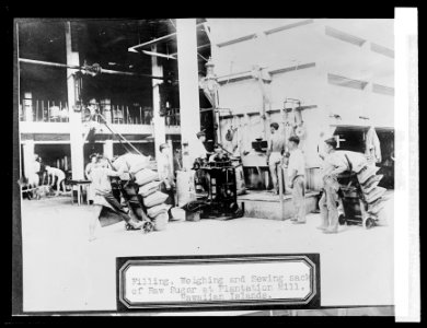 Filling, weighing and sewing sacks of raw sugar at Plantation mill, Hawaiian Islands LCCN2016824528