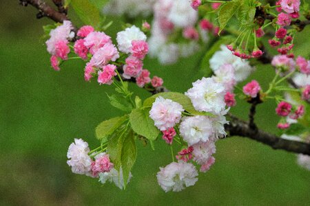 Spring rain spring 繽 紛