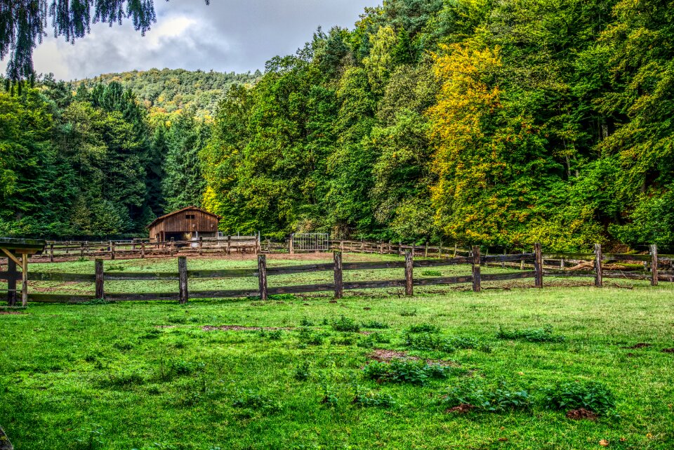 Wood fence meadow forest