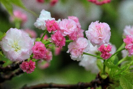 Spring rain spring 繽 紛
